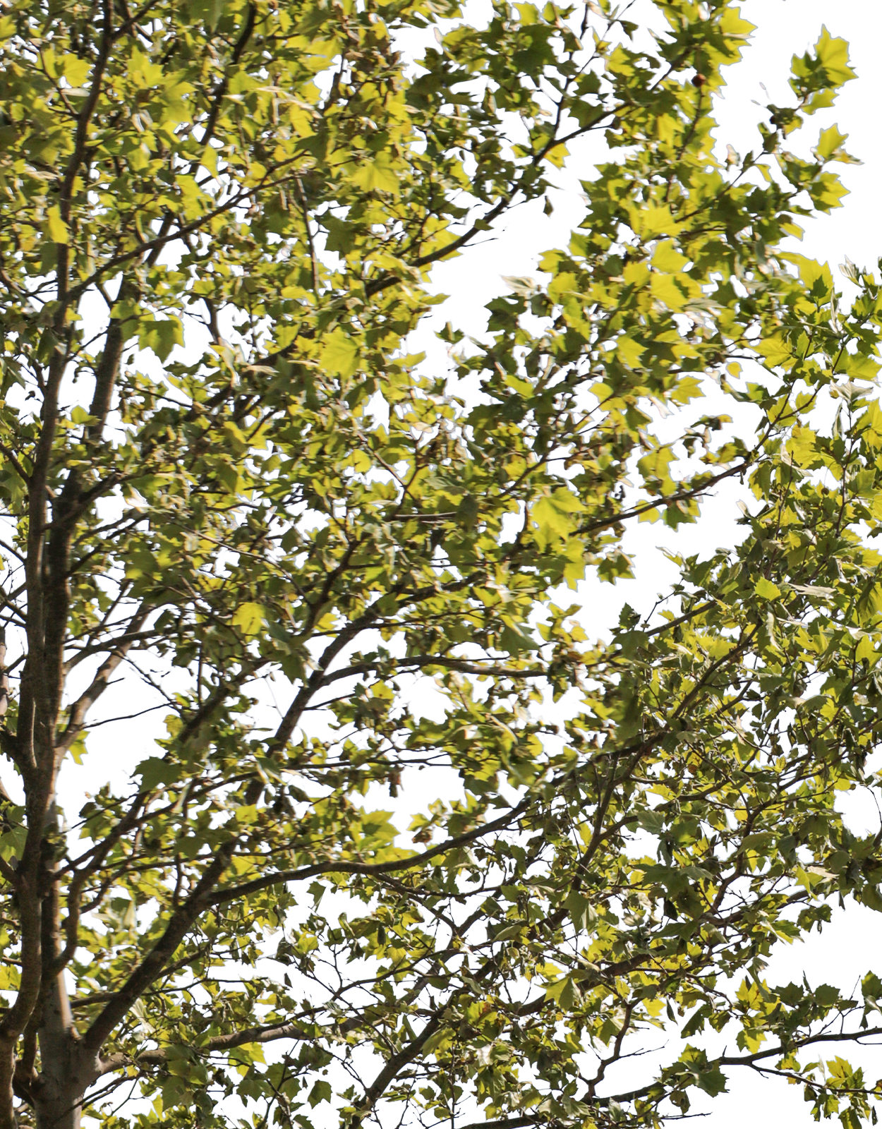 Platanus acerifolia m13 - cutout trees