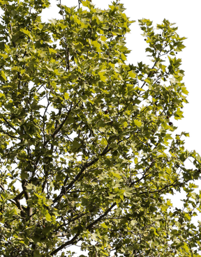 Platanus acerifolia m14 - cutout trees