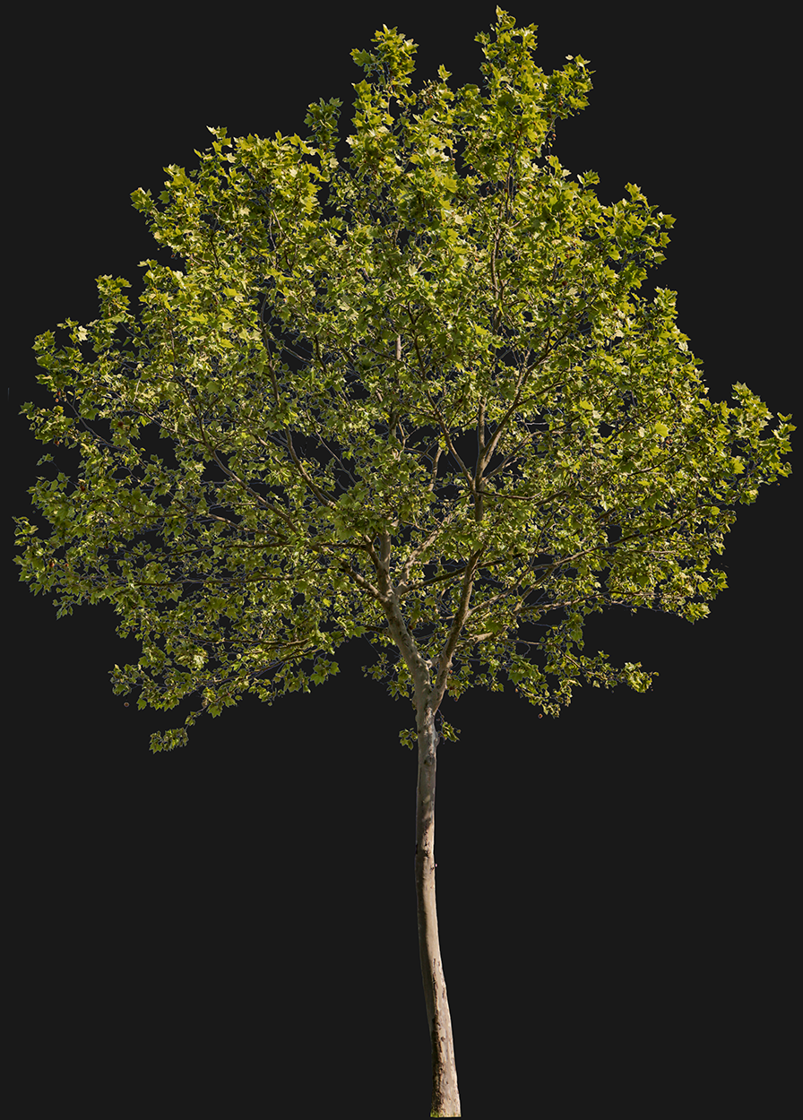 Platanus acerifolia m15 - cutout trees