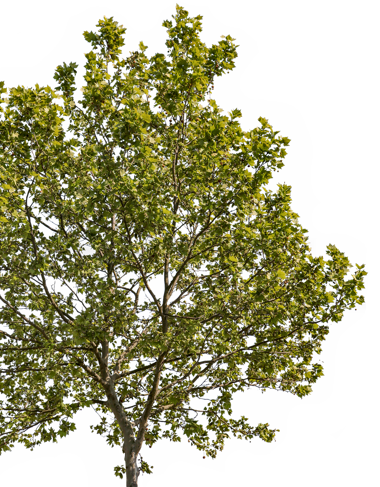 Platanus acerifolia m15 - cutout trees