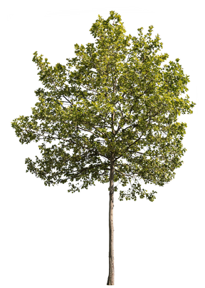 Platanus acerifolia m16 - cutout trees