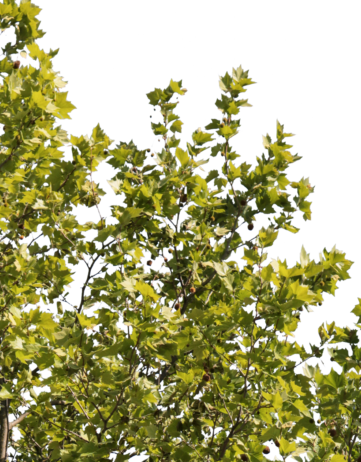 Platanus acerifolia m16 - cutout trees