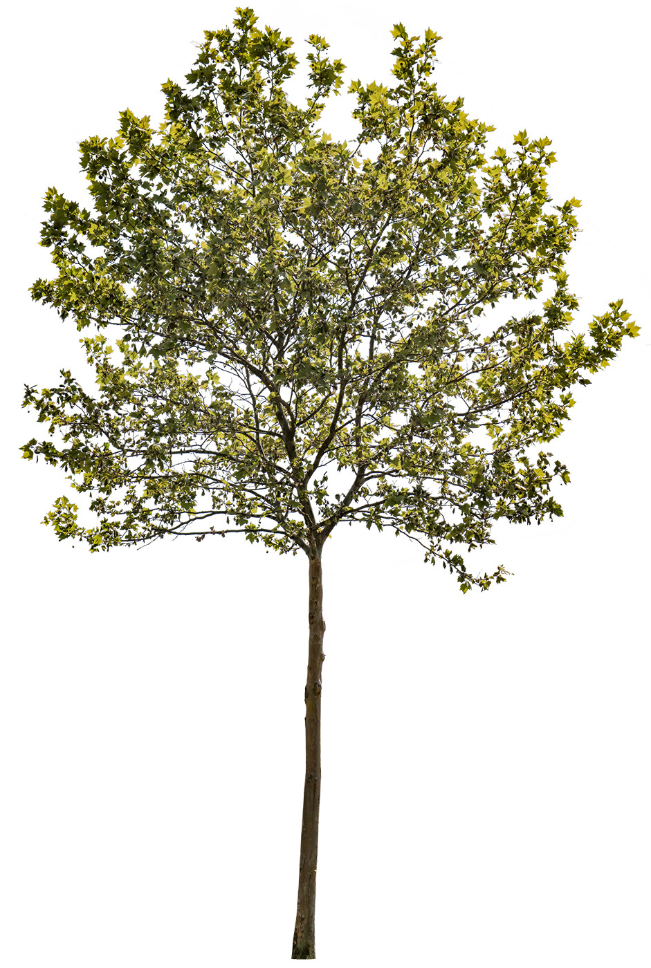 Platanus acerifolia — Plane Tree PNG Cutout – Cutout|trees