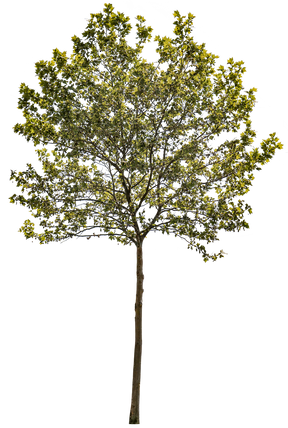 Platanus acerifolia m17 - cutout trees