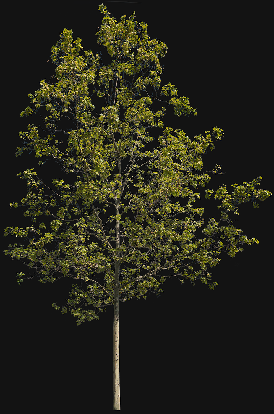 Platanus acerifolia m01 - cutout trees