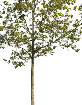 Platanus acerifolia m01 - cutout trees