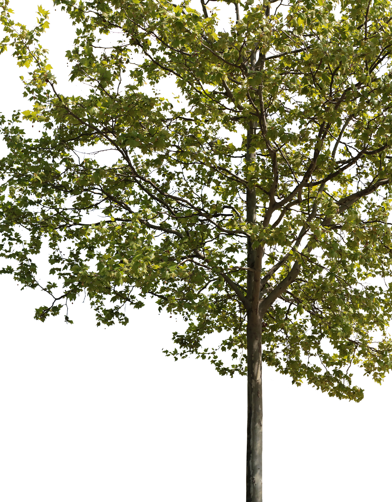 Platanus acerifolia m02 - cutout trees