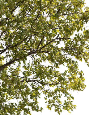 Platanus acerifolia m02 - cutout trees