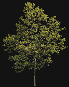 Platanus acerifolia m03 - cutout trees