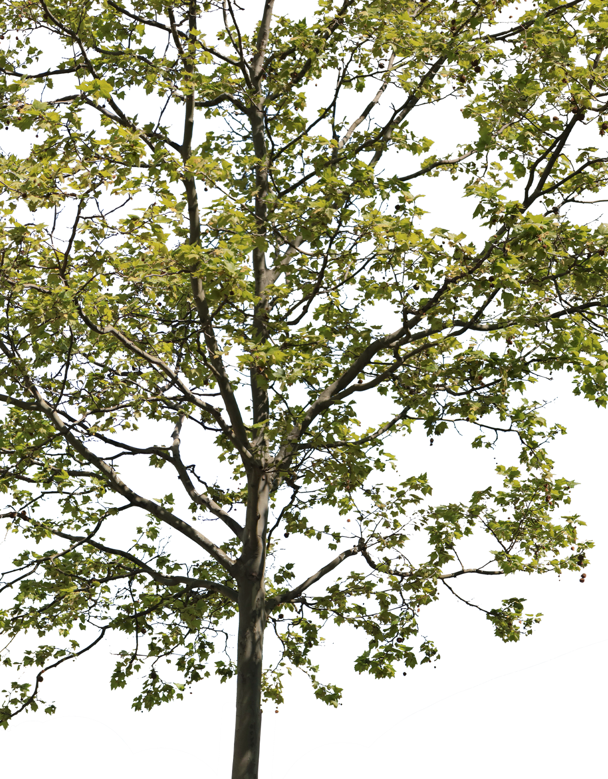 Platanus acerifolia m03 - cutout trees