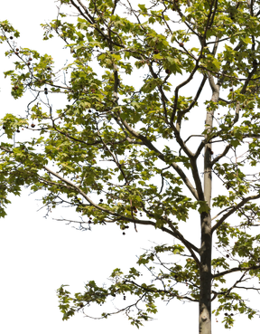 Platanus acerifolia m04 - cutout trees