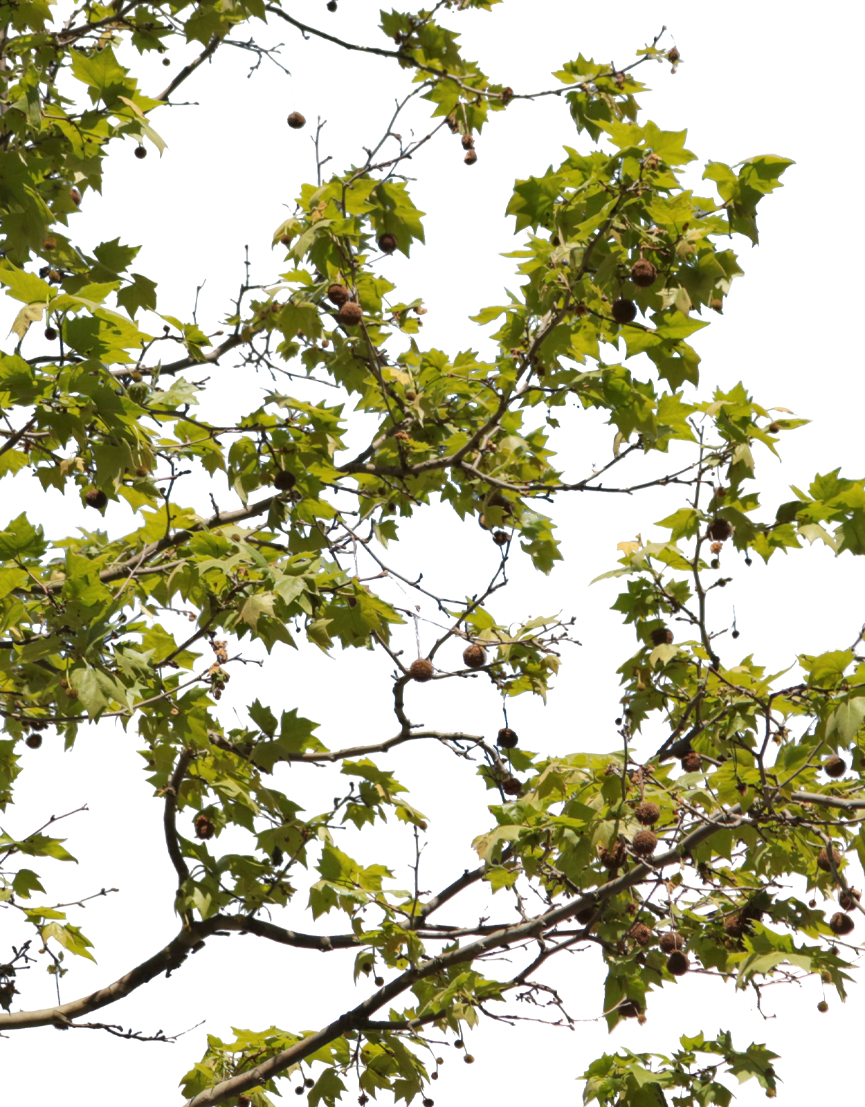 Platanus acerifolia m04 - cutout trees