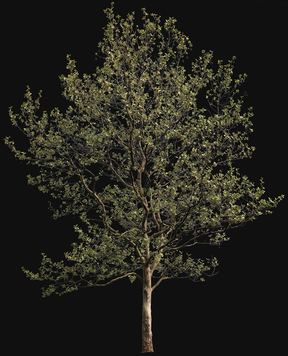 Platanus acerifolia m06 - cutout trees