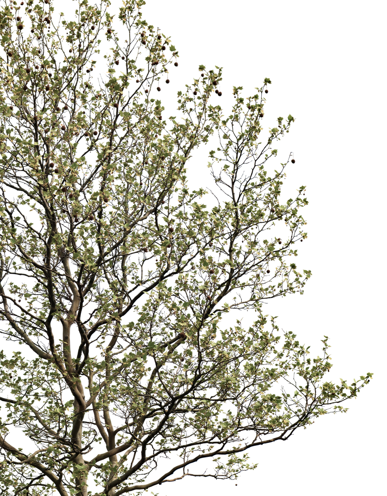Platanus acerifolia m06 - cutout trees