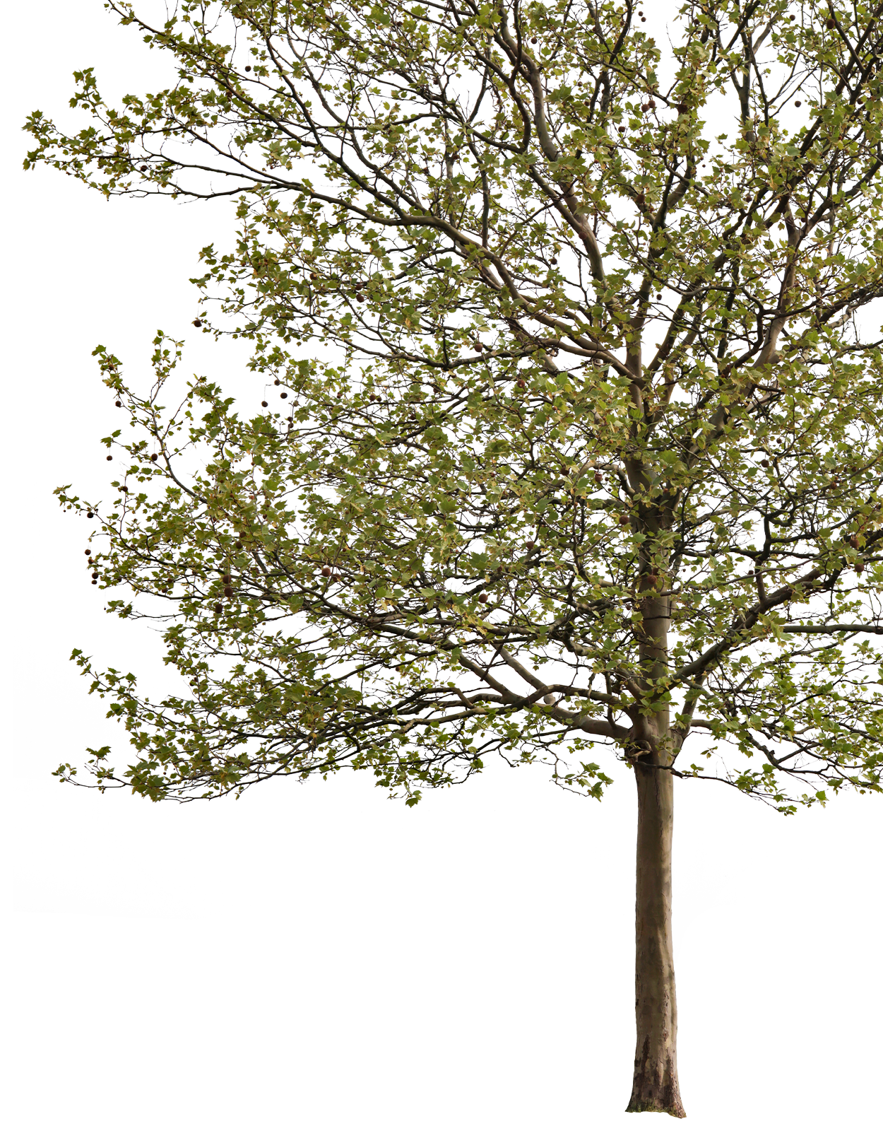 Platanus acerifolia m07 - cutout trees