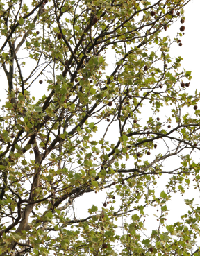 Platanus acerifolia m07 - cutout trees