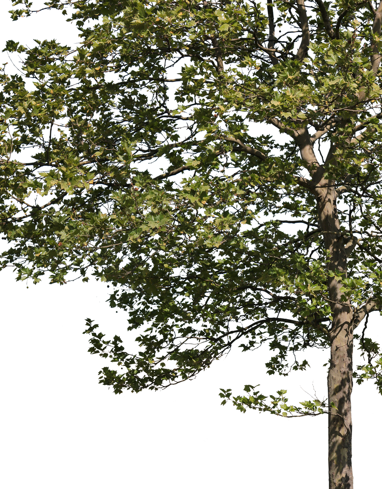 Platanus acerifolia m08 - cutout trees