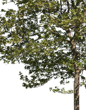 Platanus acerifolia m08 - cutout trees
