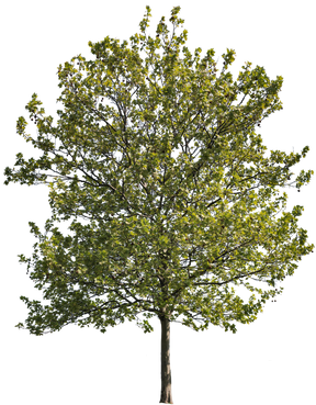 Platanus acerifolia m09 - cutout trees