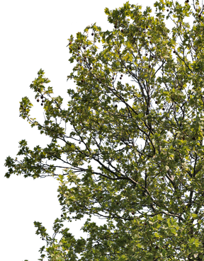 Platanus acerifolia m09 - cutout trees