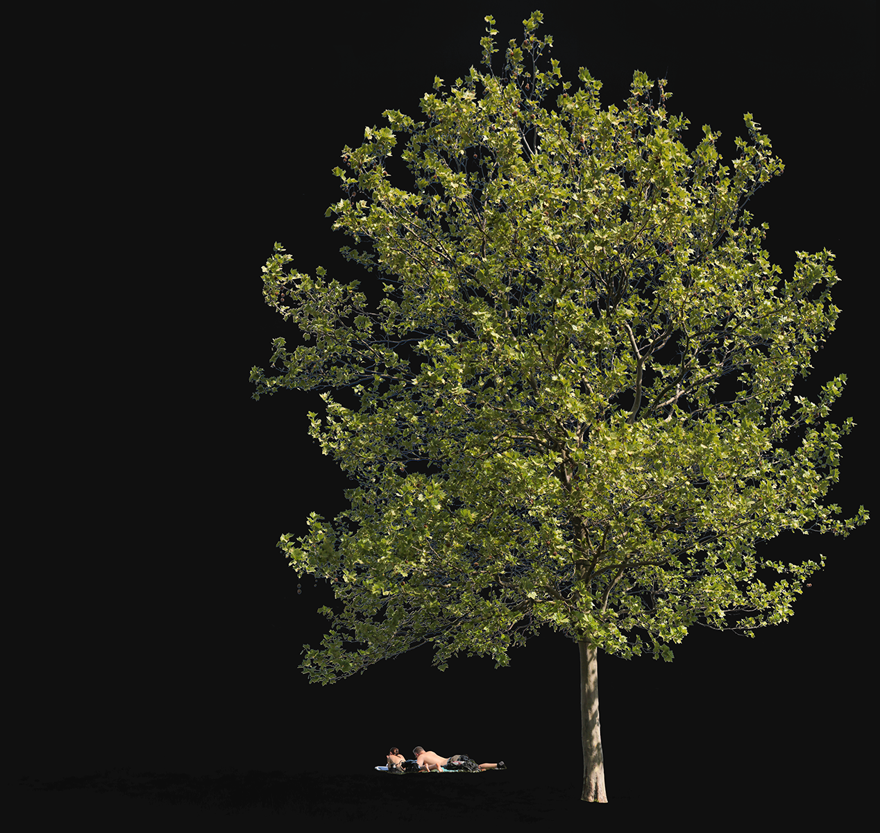 Platanus acerifolia m18 - cutout trees