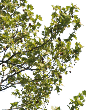 Platanus acerifolia m18 - cutout trees