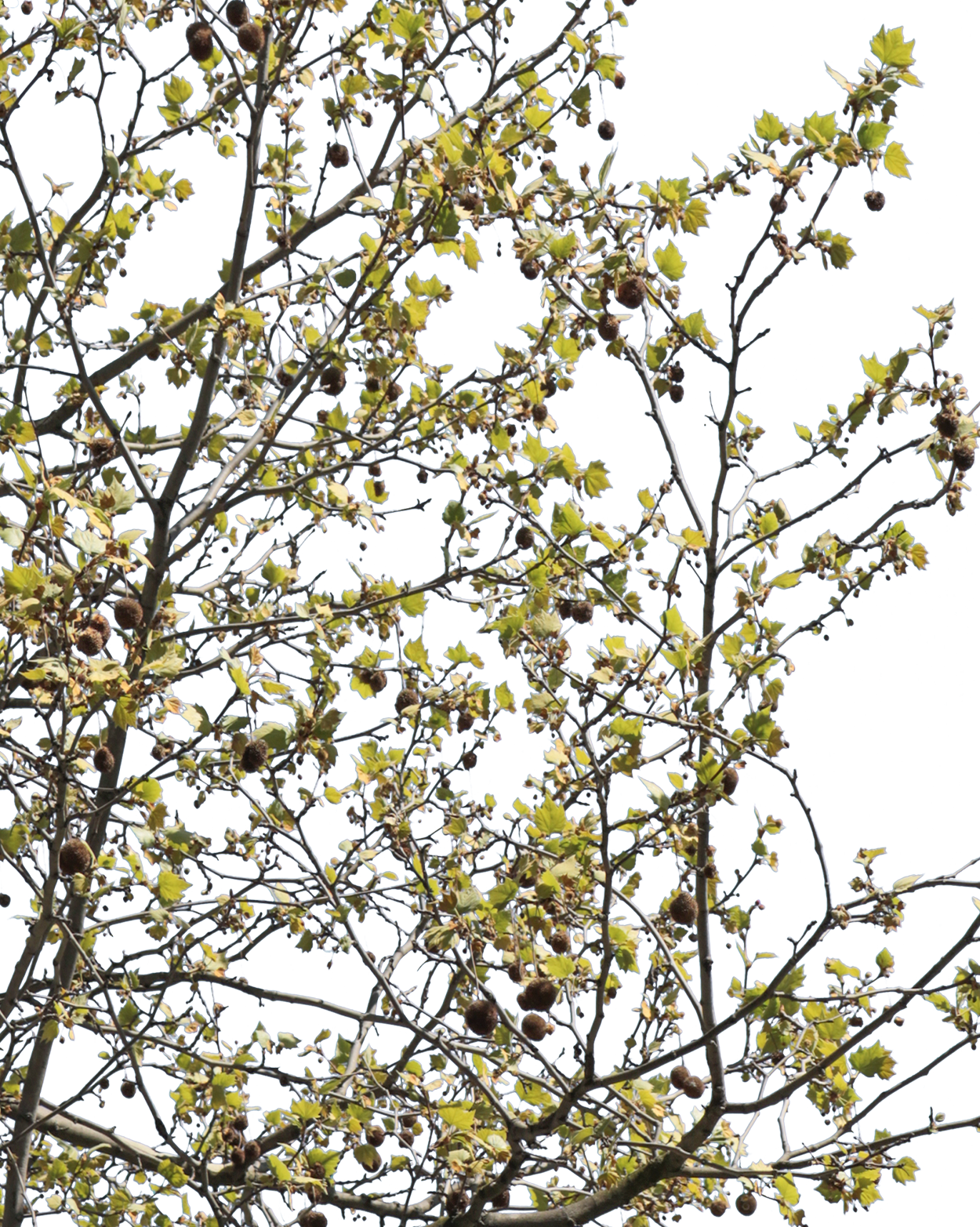 Platanus acerifolia S01