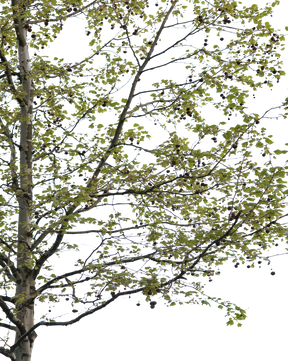 Platanus acerifolia S02