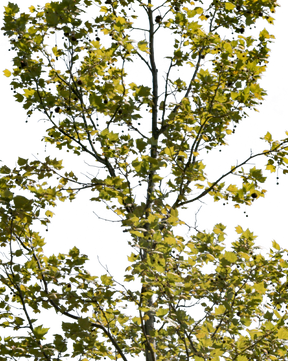 Platanus acerifolia S04