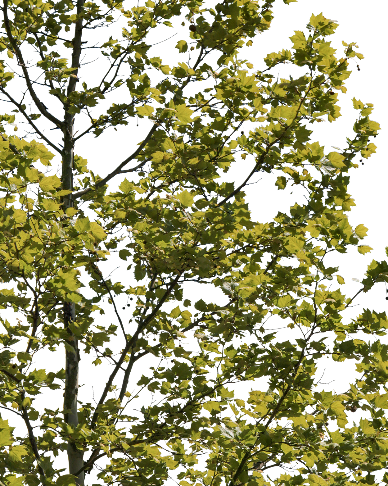 Platanus acerifolia S05