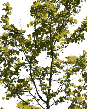 Platanus acerifolia S05