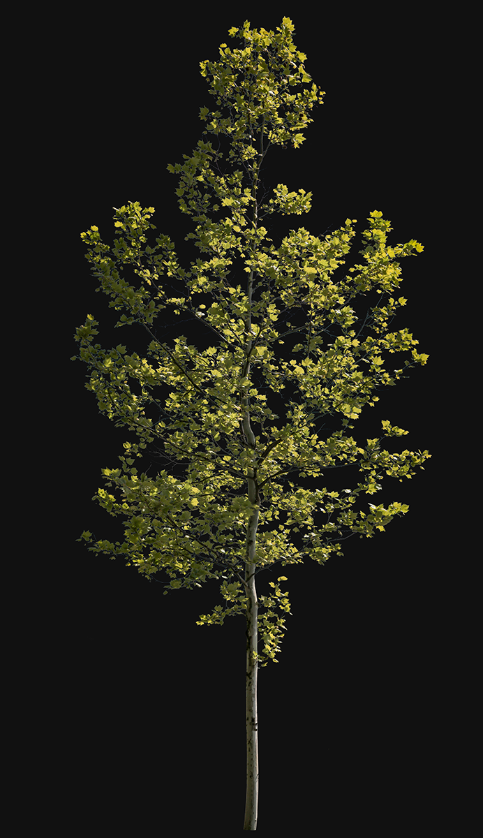 Platanus acerifolia S06