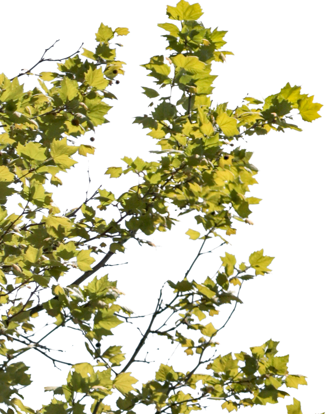 Platanus acerifolia S06