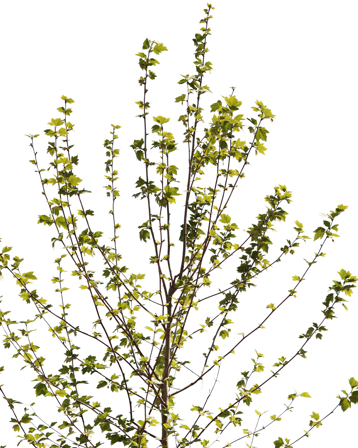 Platanus acerifolia S07