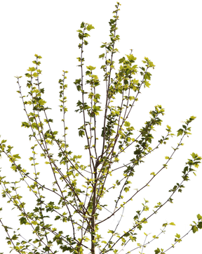 Platanus acerifolia S07