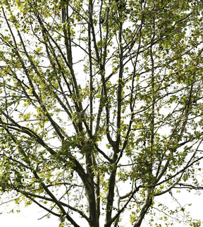 Platanus Occidentalis V - cutout trees