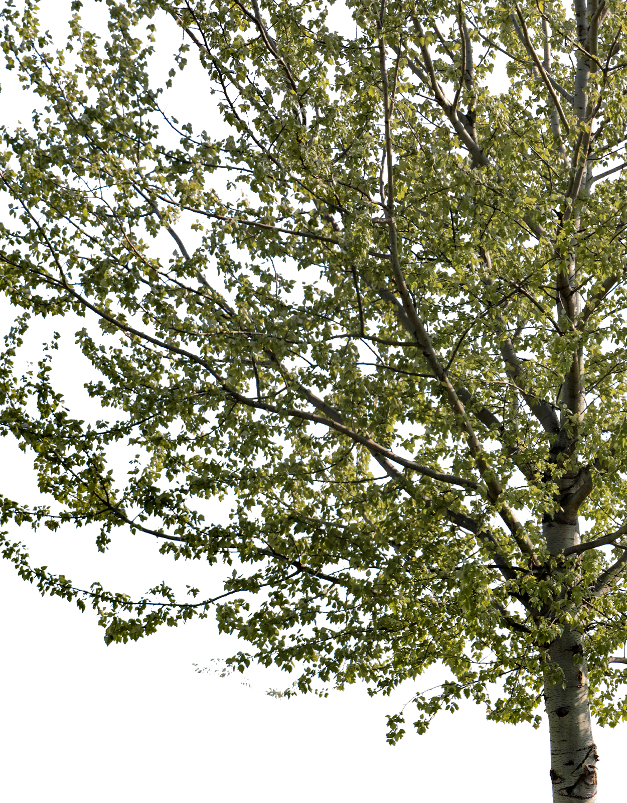 Populus alba m01 - cutout trees