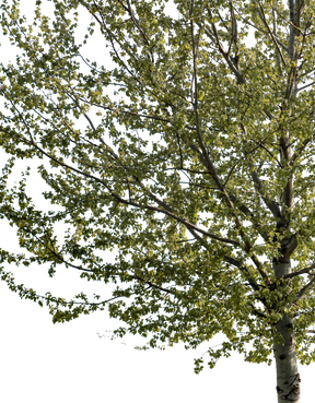 Populus alba m01 - cutout trees