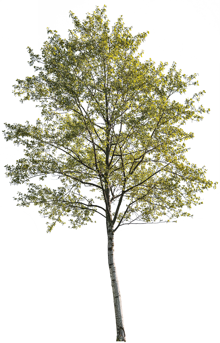 Populus alba m02 - cutout trees