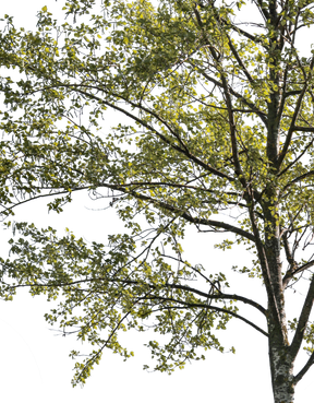 Populus alba m02 - cutout trees