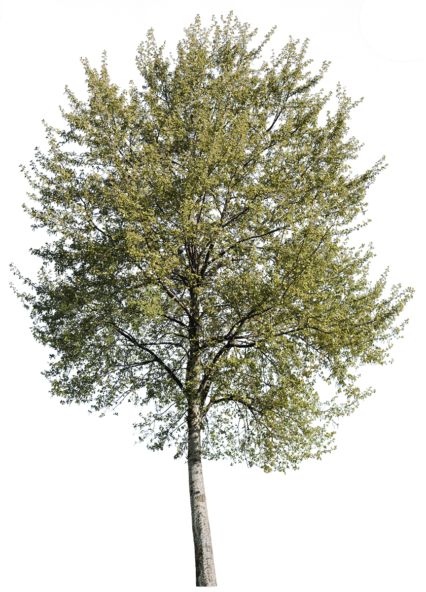 Populus alba m03 - cutout trees