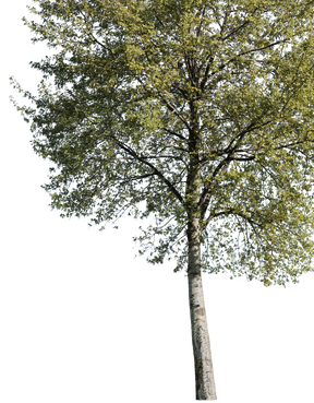 Populus alba m03 - cutout trees