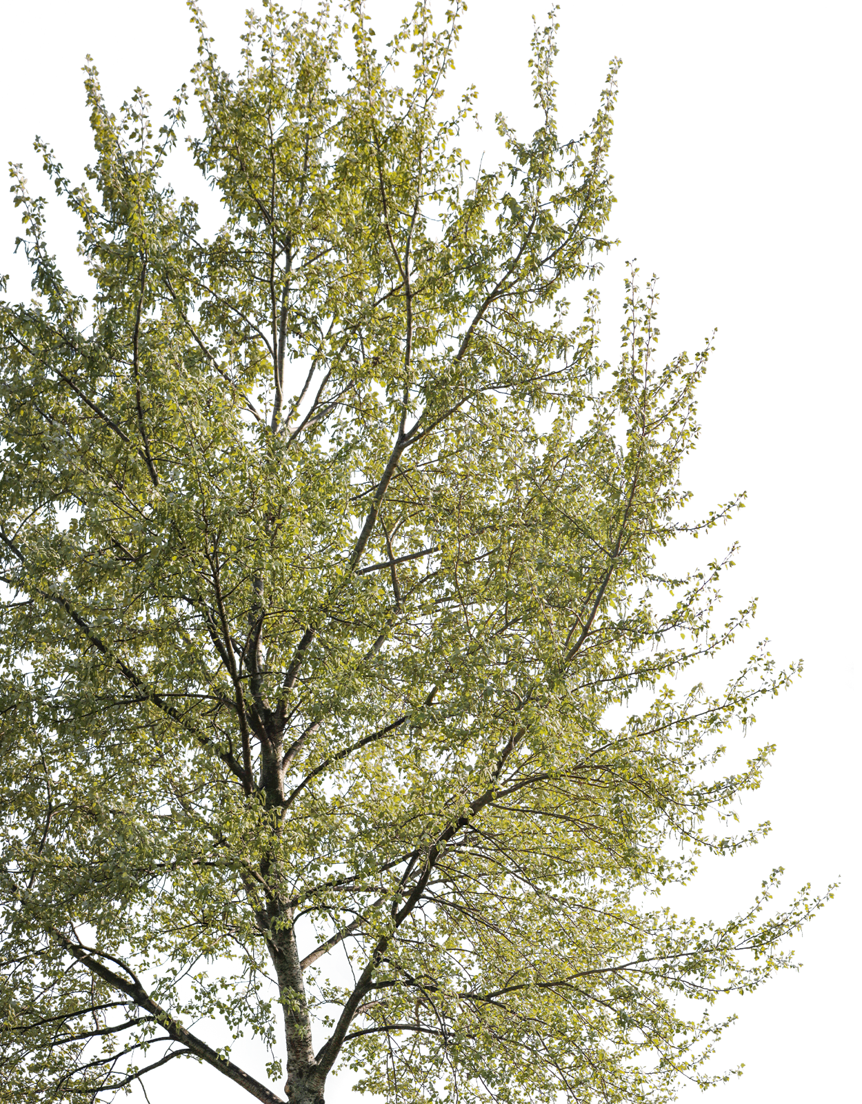 Populus alba m04 - cutout trees