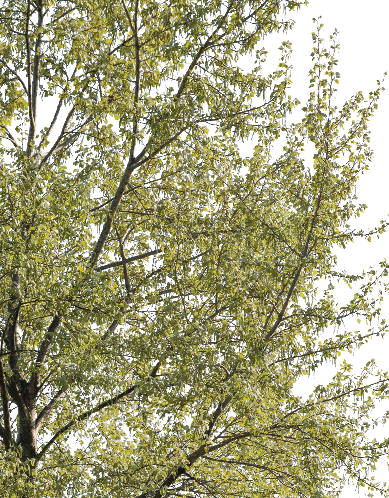 Populus alba m04 - cutout trees