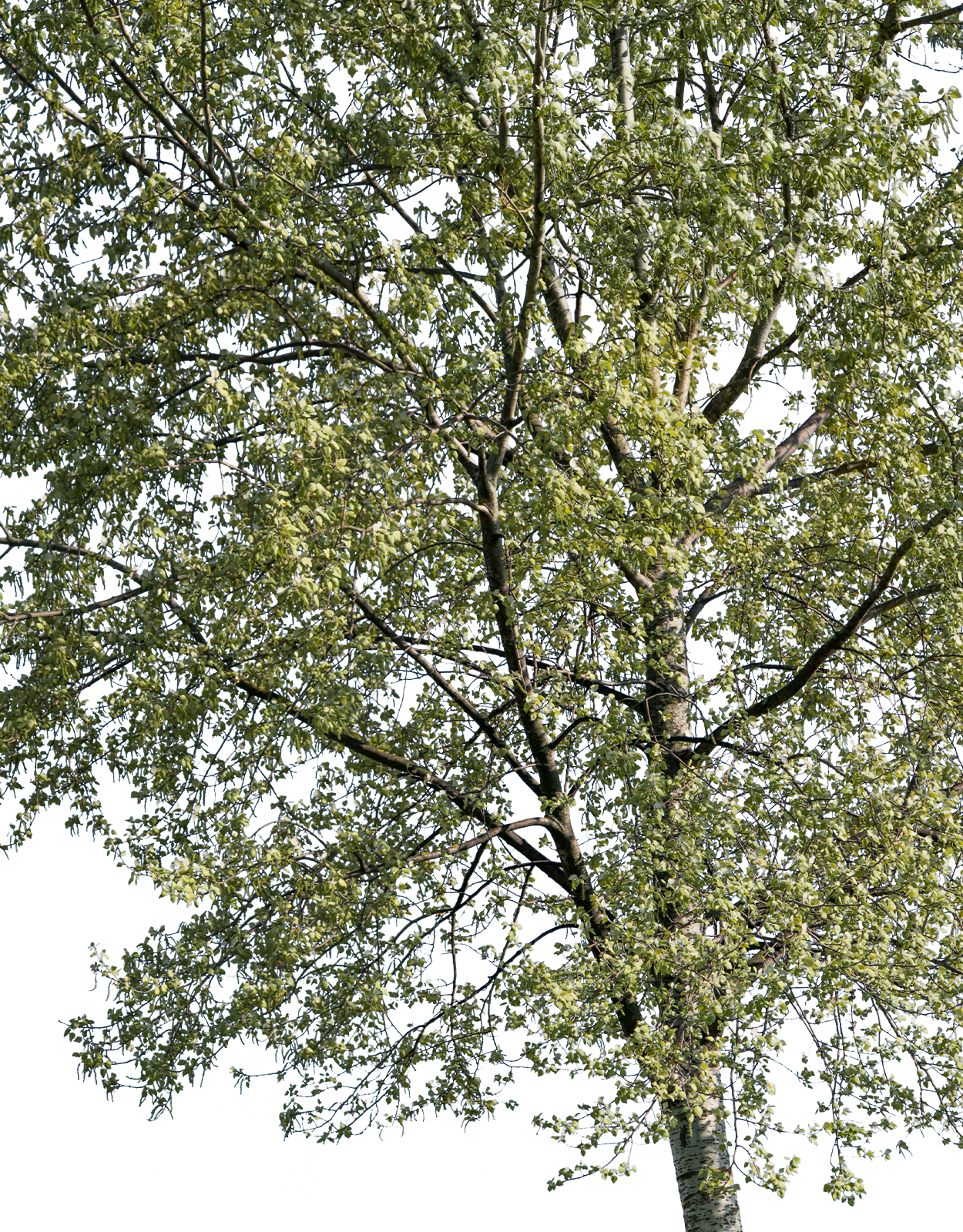 Populus alba m05 - cutout trees
