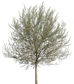 Populus alba m06 - cutout trees