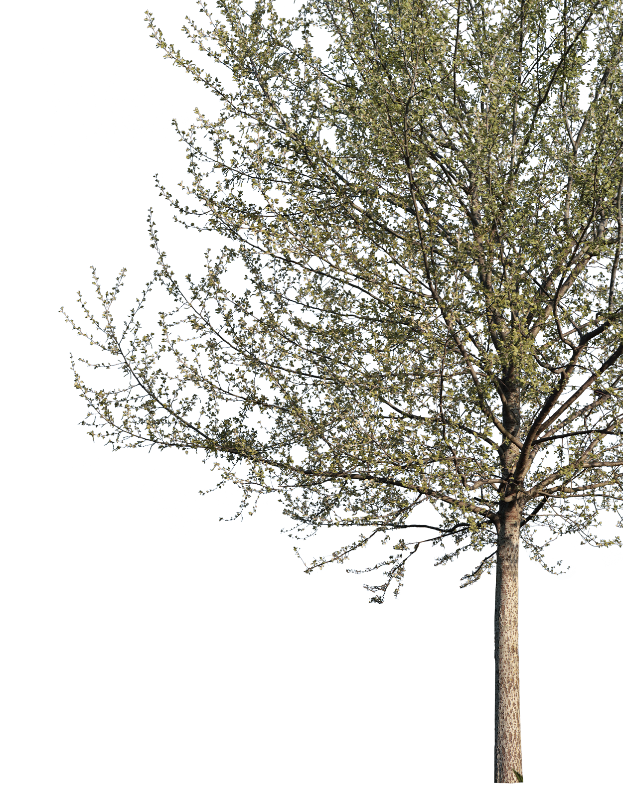 Populus alba m06 - cutout trees