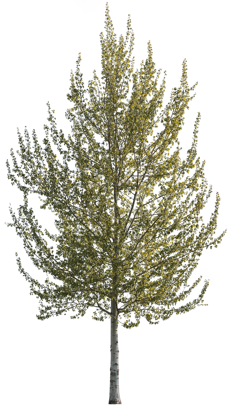 Populus alba S03 – Cutout|trees