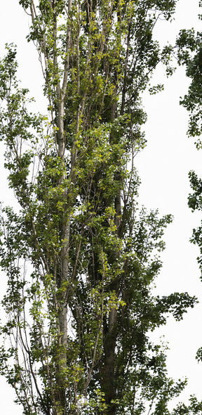 Group Populus nigra L02