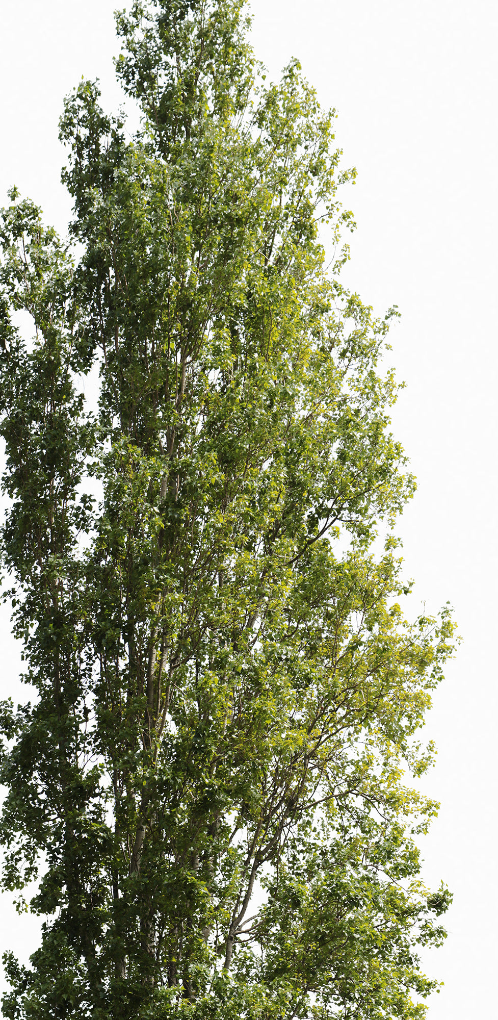 Group Populus nigra L02